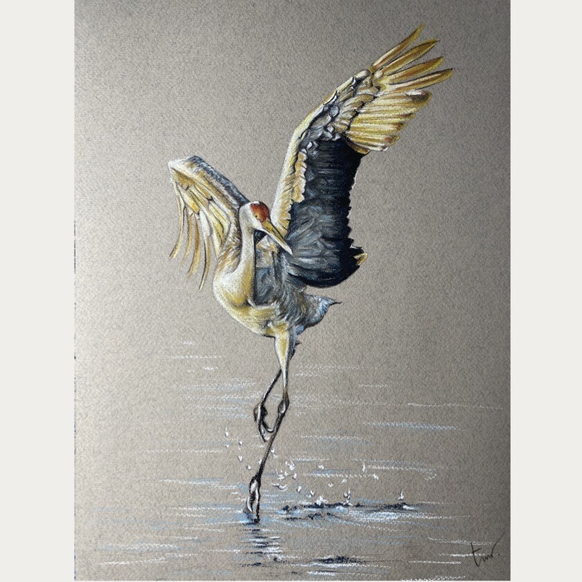 DANSENDE KRAANVOGEL