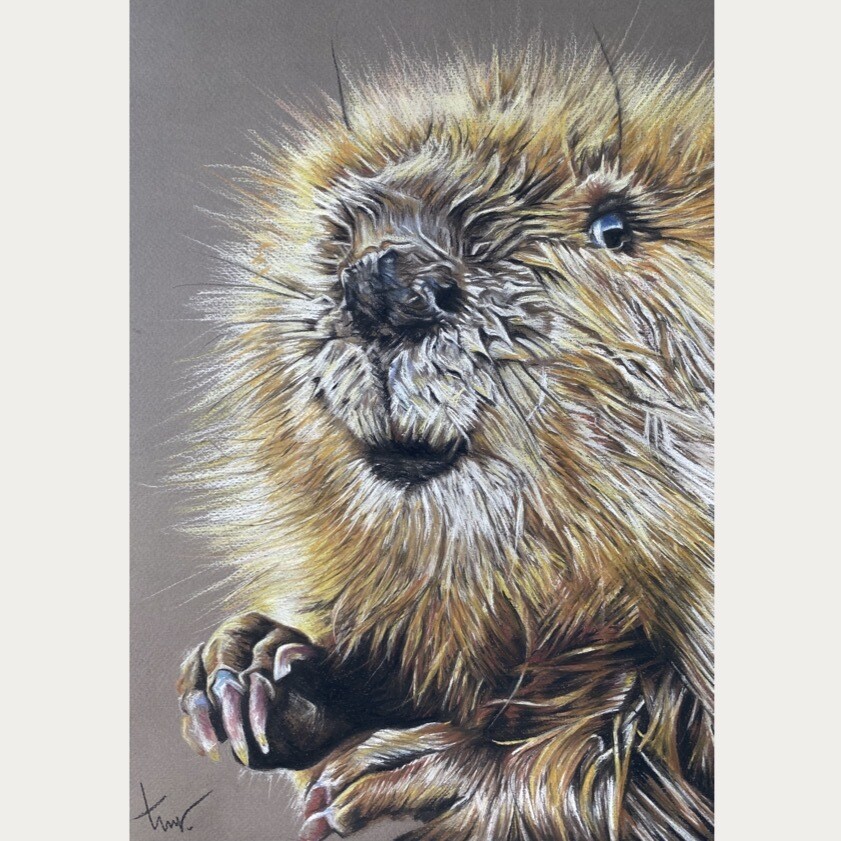 BEVER