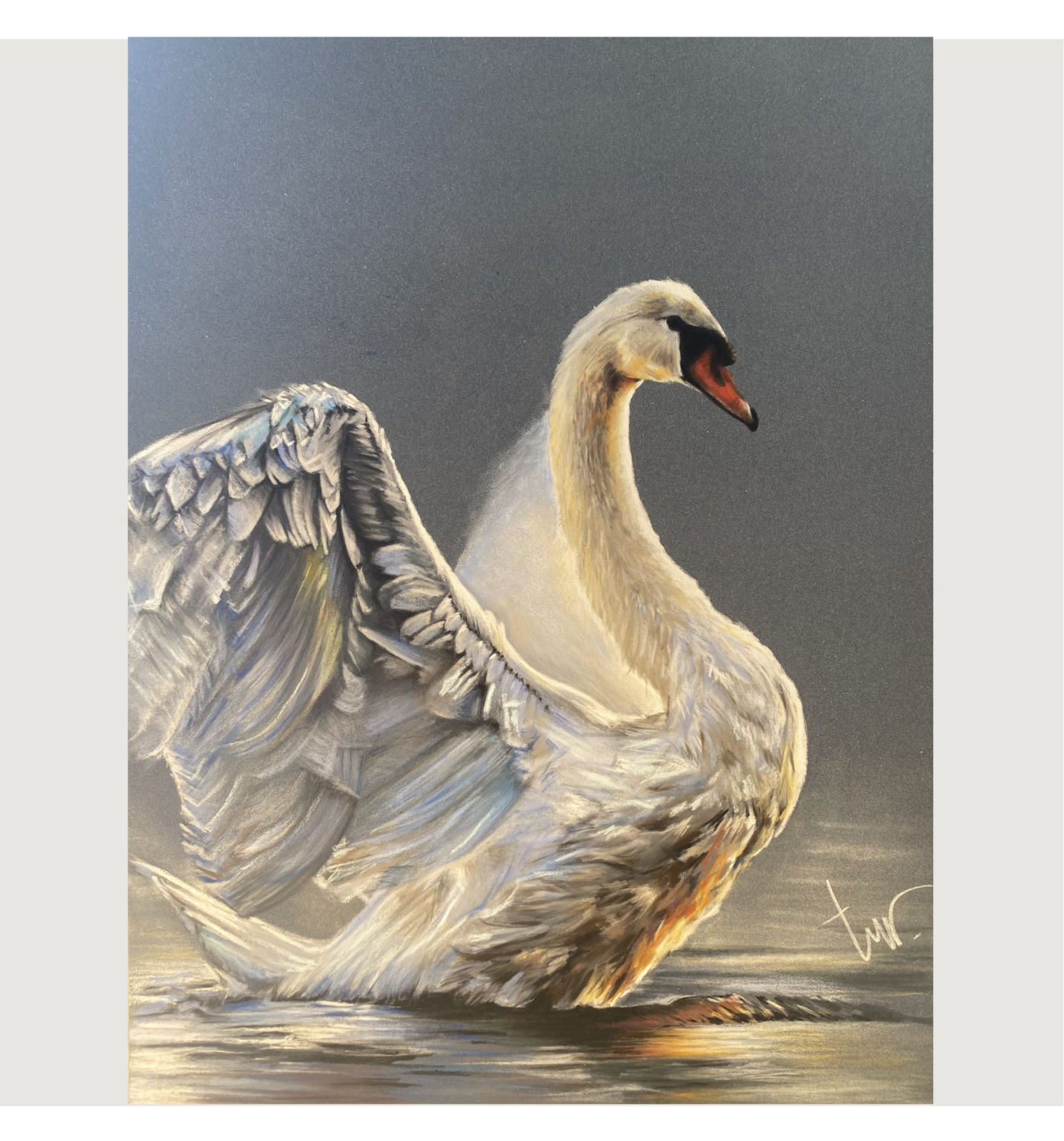 WITTE ZWAAN