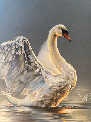 WITTE ZWAAN - ALUMINIUM 45x60cm