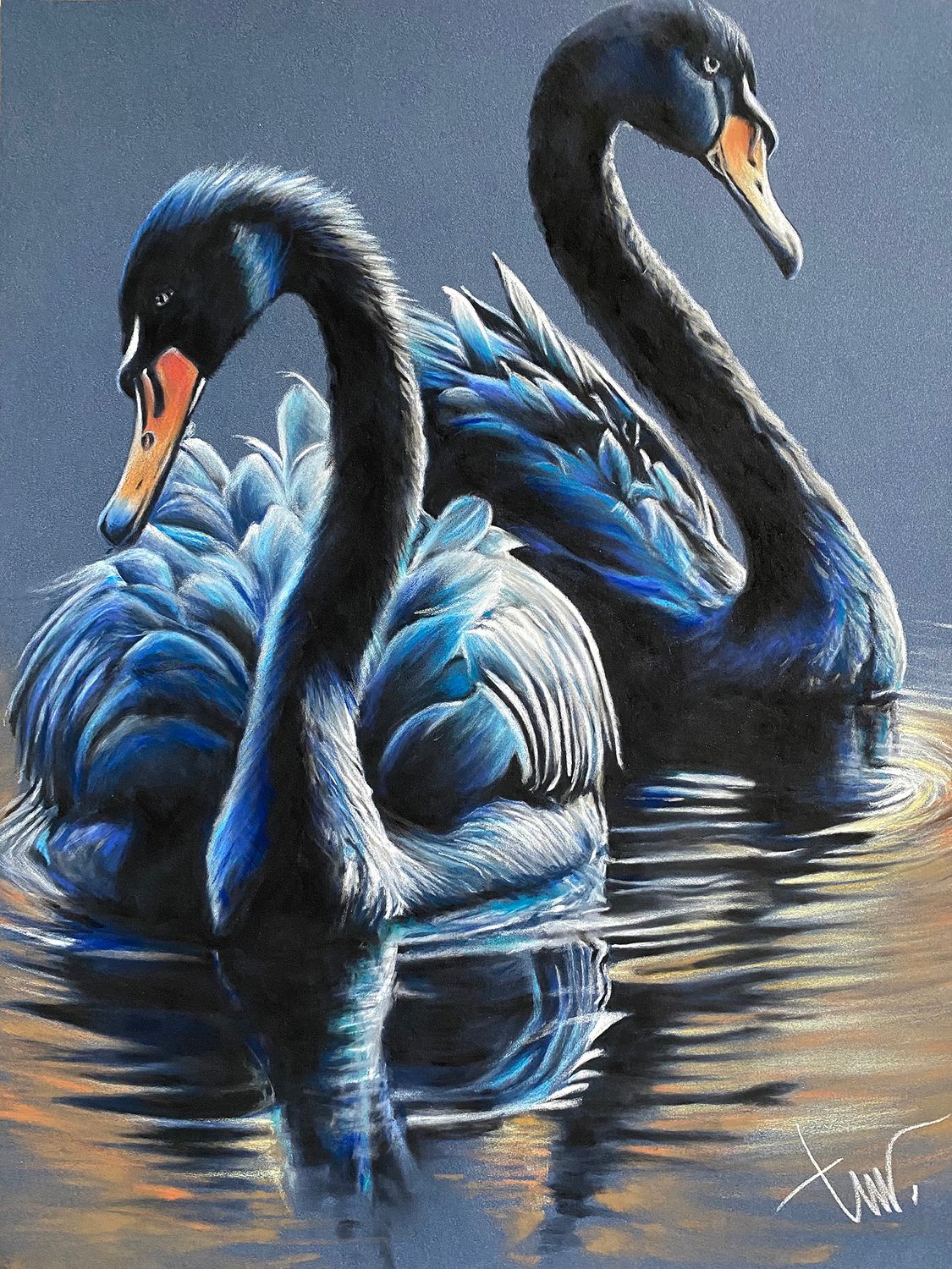 ZWARTE ZWANEN - ACRYLGLAS 40x53cm