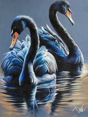 ZWARTE ZWANEN - ACRYLGLAS 75x100cm