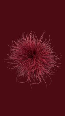 Feather Bordeaux
