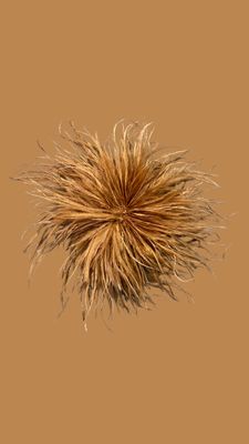 Feather Camel
