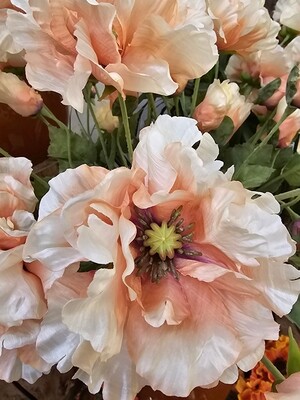 Papaver 75cm beige