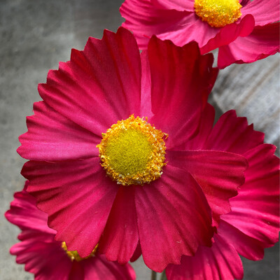 Cosmos 92cm ROZE