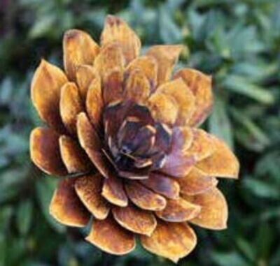 Dahlia d25 op stang