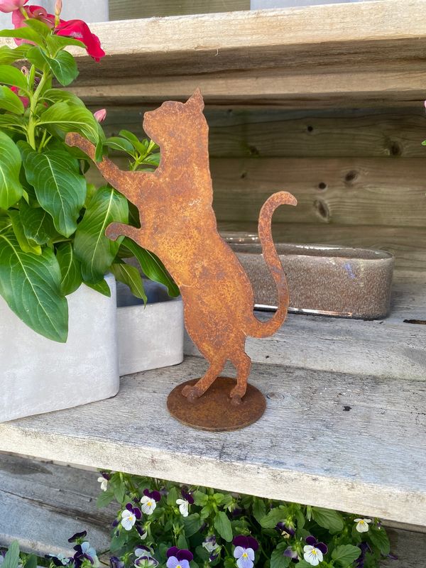 Nieuwsgierige kat Nieuwsgierige kat