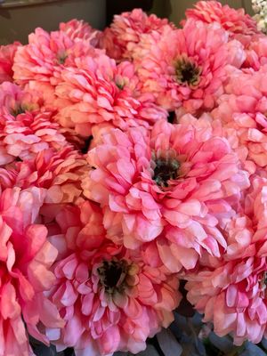 Zinnia 70cm perzik