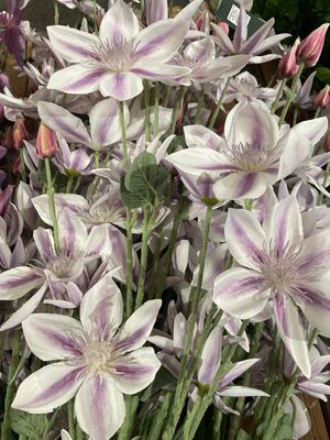 Large clematis spray 125cm LILAC