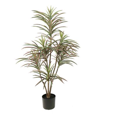 Dracena Marginata green (120cm)