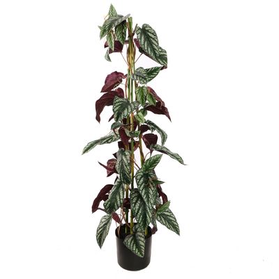 Cissus climbing plant (120cm)