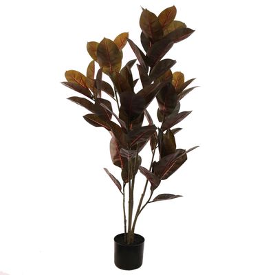 Black rubber plant Burgundy (120cm)