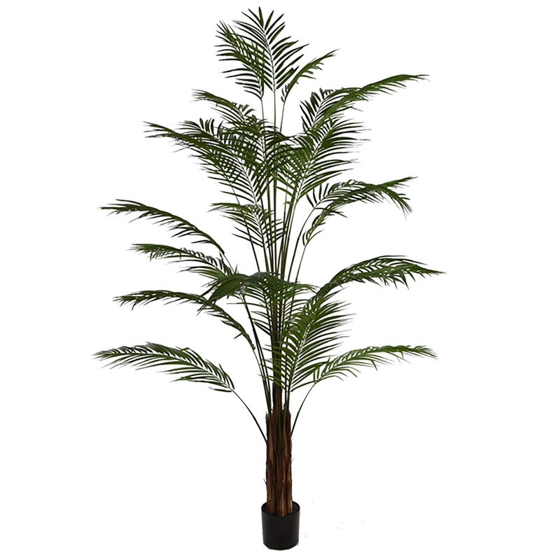 Giant Areca palm (240cm)