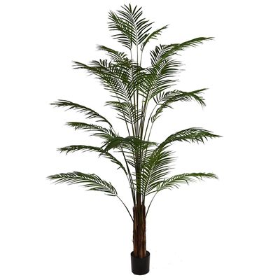 Giant Areca palm (240cm)