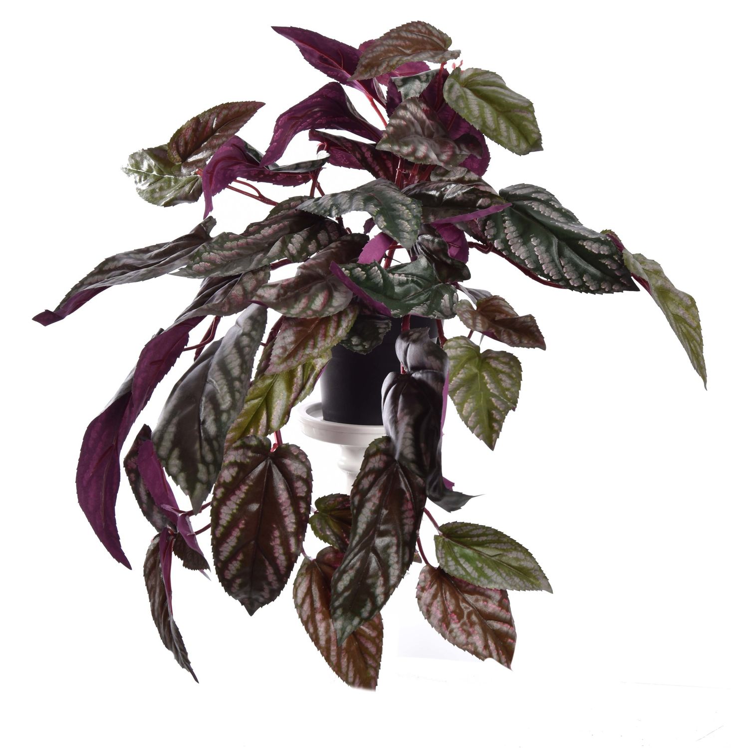 Hanging red back cissus in pot green Hanging red back cissus in pot green