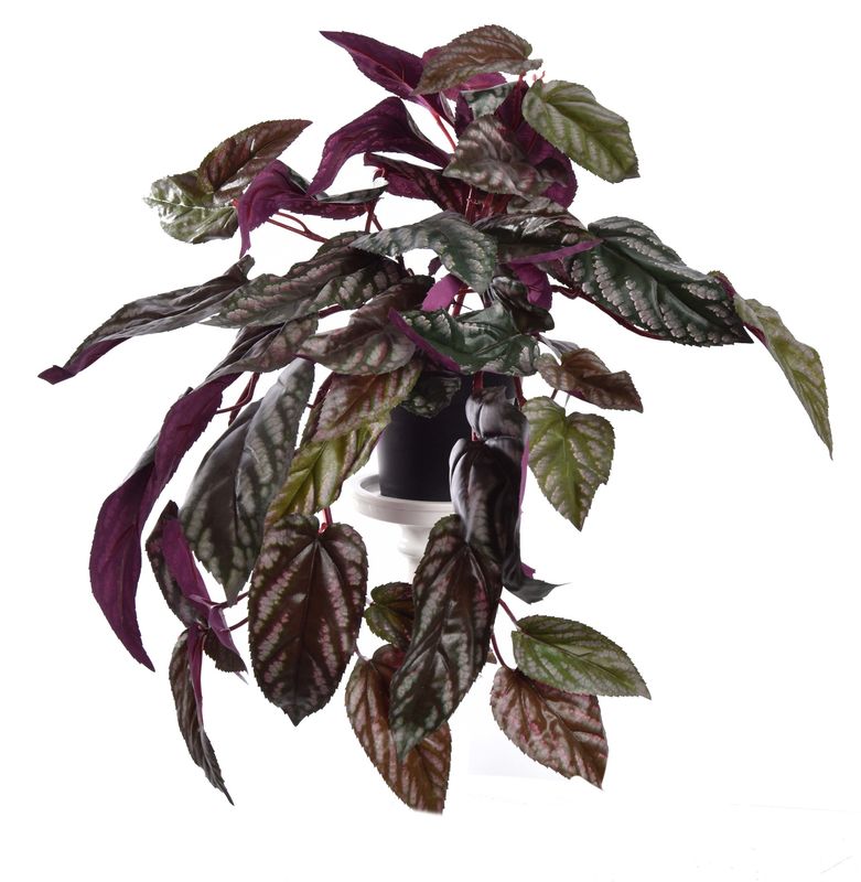 Hanging red back cissus in pot green