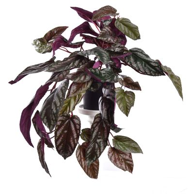Hanging red back cissus in pot green