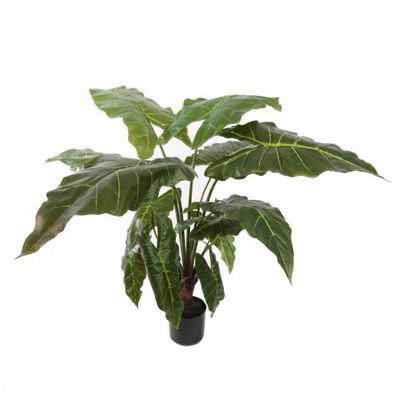Alocasia plant green  (90cm)