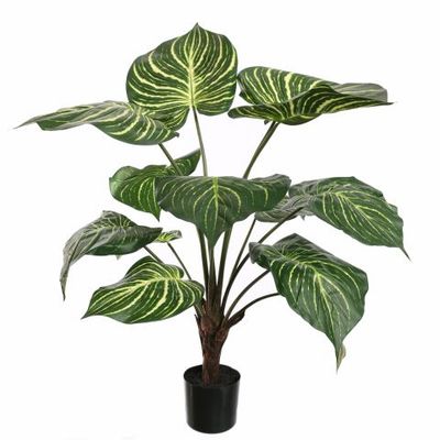 Zebra plant green (90cm)