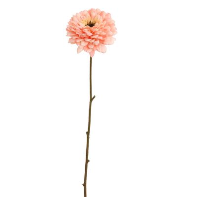 Zinnia 70cm perzik Zinnia 70cm perzik