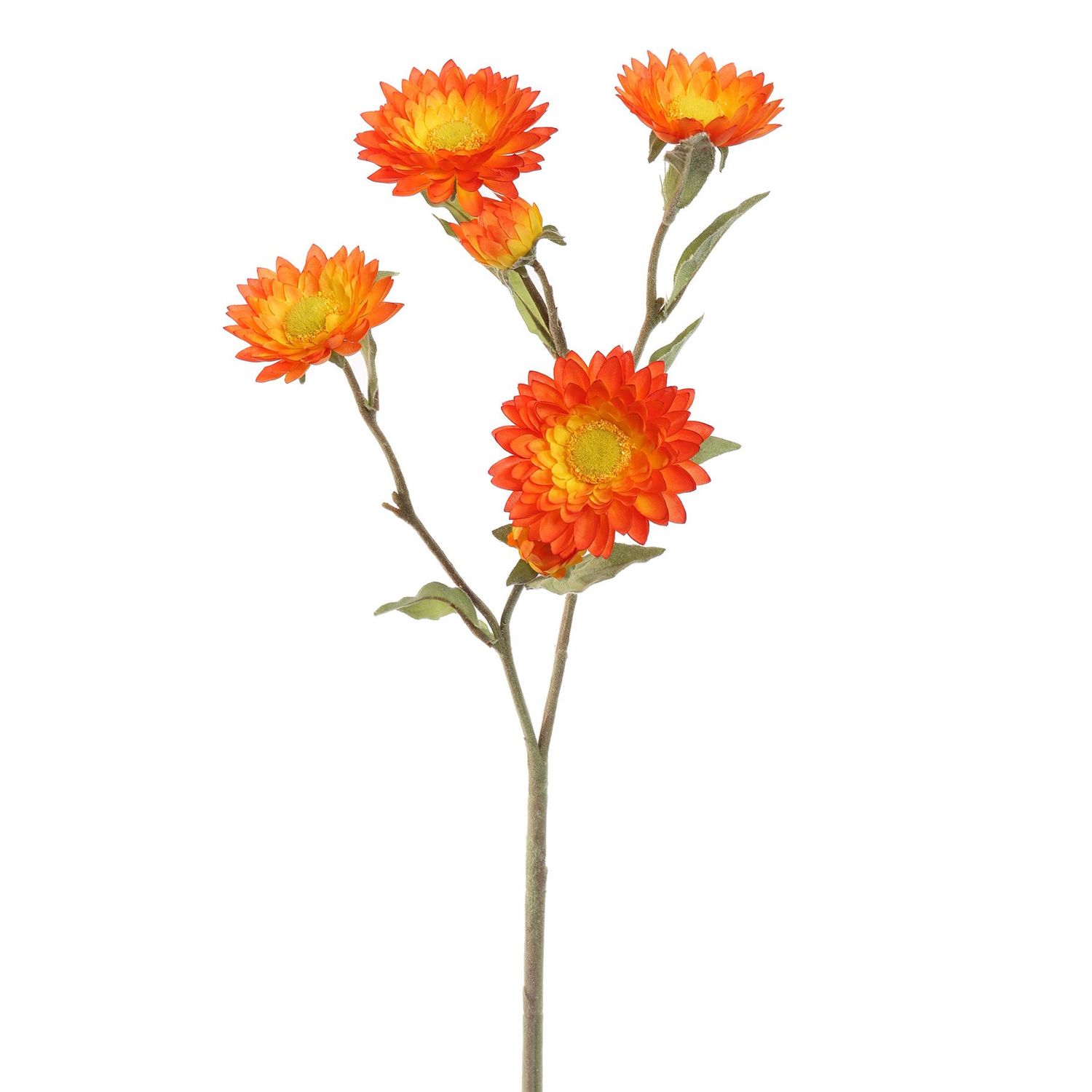 Straw flower 65cm orange Straw flower 65cm orange