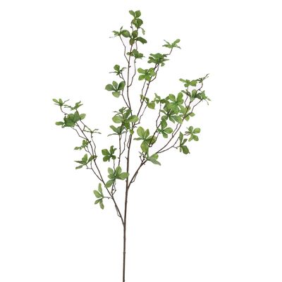 Japanese Enkanthus 120cm GREEN