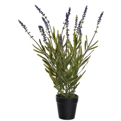 Wild lavender in pot 45cm