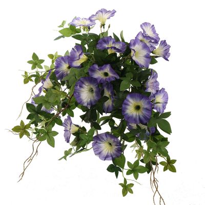Hanging morning glory in pot 66cm blue