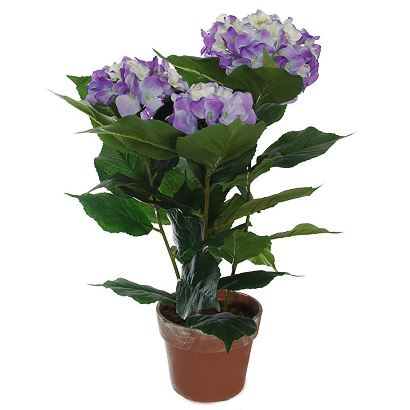 Hydrangea in pot H 61cm Blue