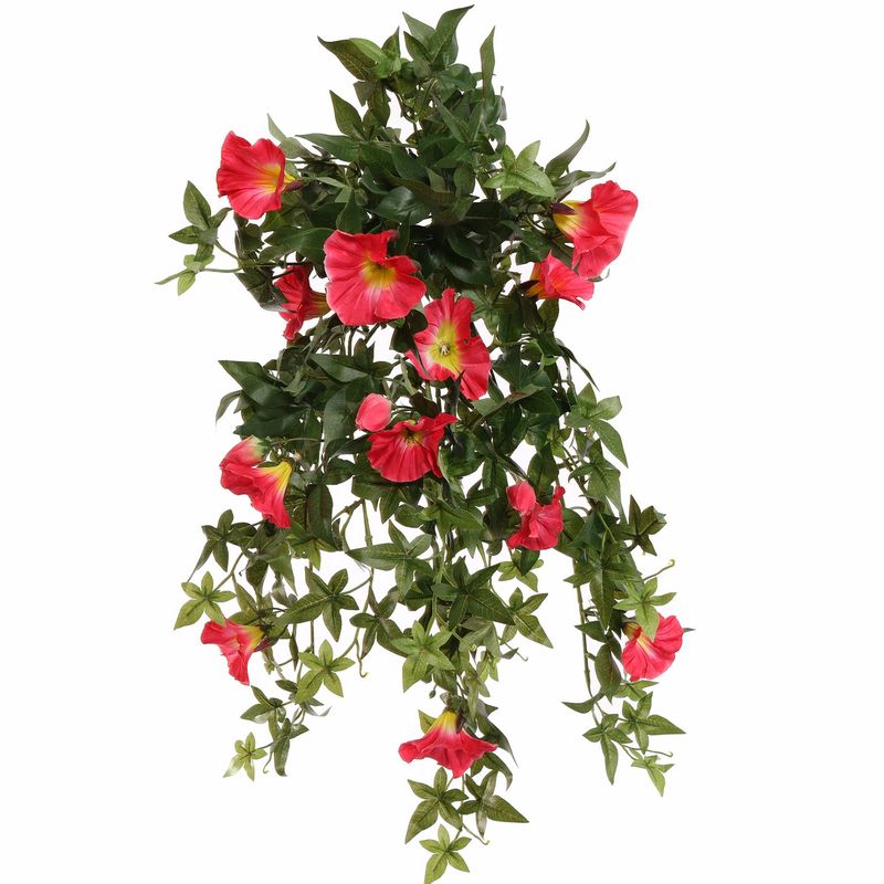 Morning glory bush 60cm beauty