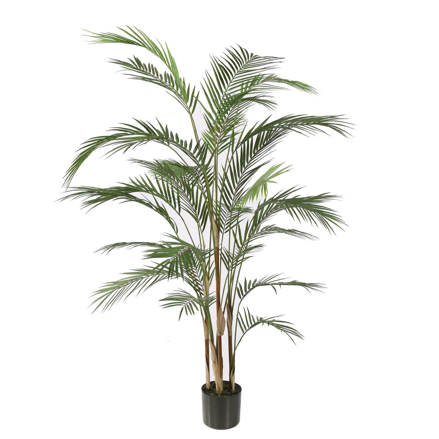 Areca palm in pot 150cm green Areca palm in pot 150cm green