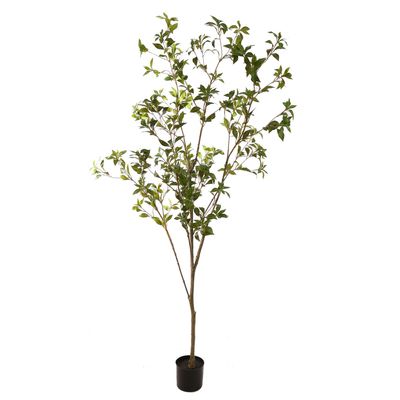 Japonica tree 210cm green