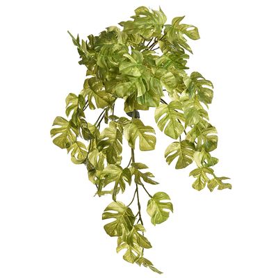 Split philo hanging bush X8 50cm white green