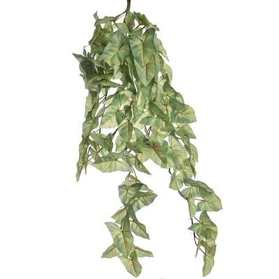 Syngonium bush 100cm green