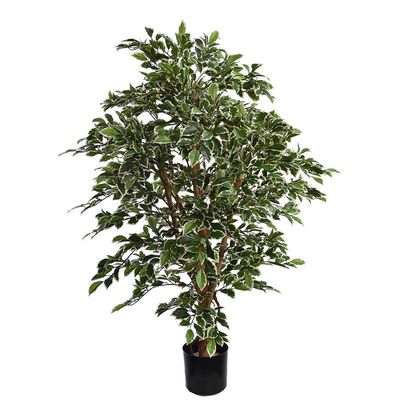 Ficus fiola a-tree 126cm white green