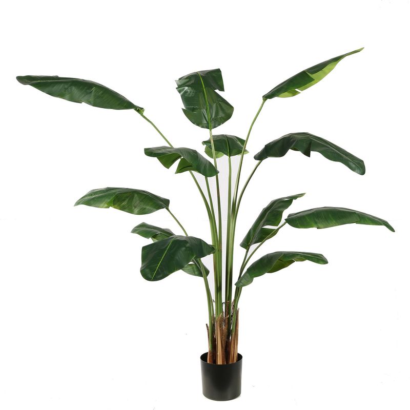 Travellers palm 180cm green