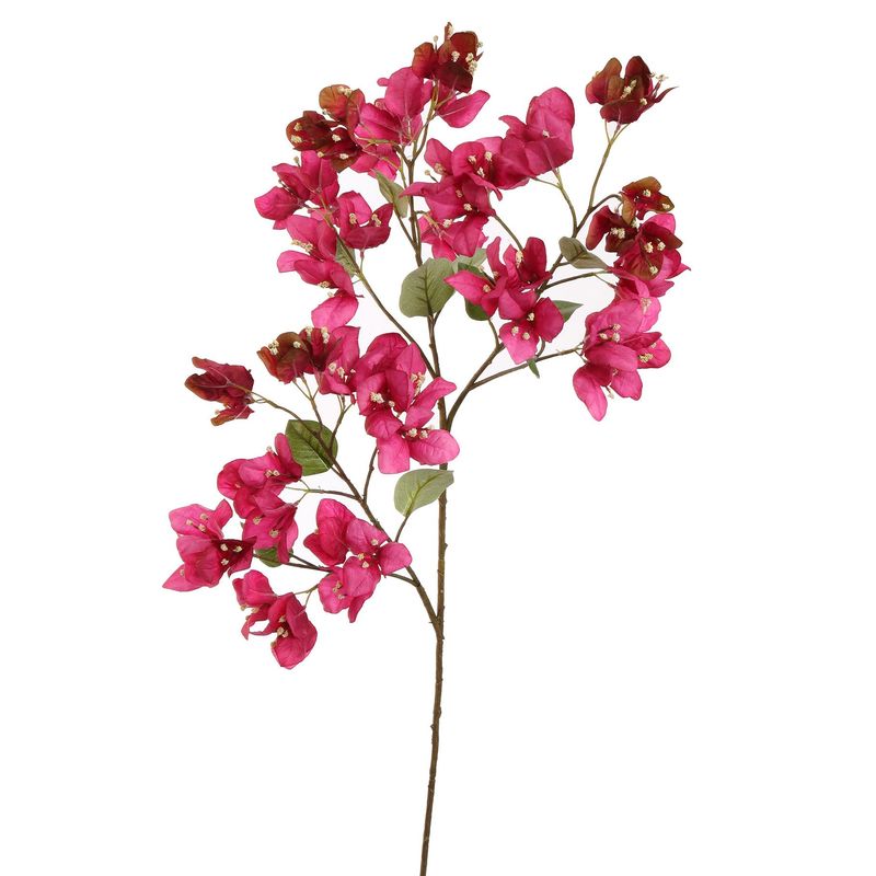 Bougainvillea 90cm beauty