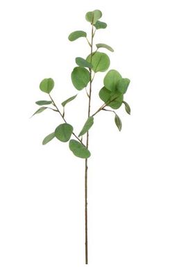 eucalyptus 75cm green