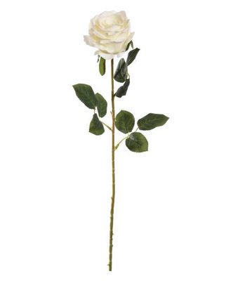 Rose 70cm cream