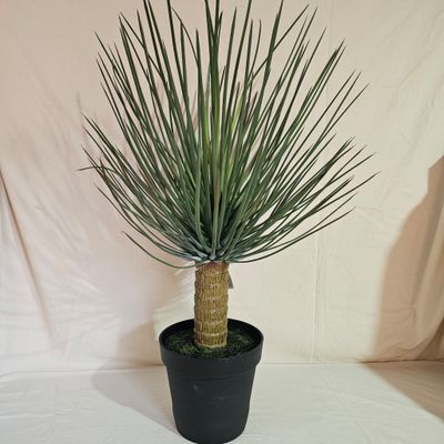 Yucca rostrata UV 96 cm Yucca rostrata UV 96 cm