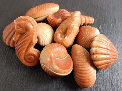Seashells