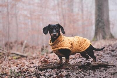 Dog Clothes
