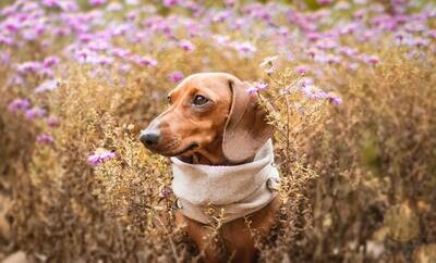 Lente