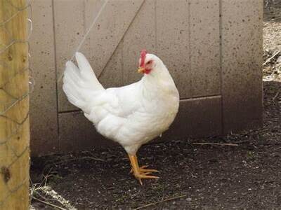 leghorn ( witte legkip )