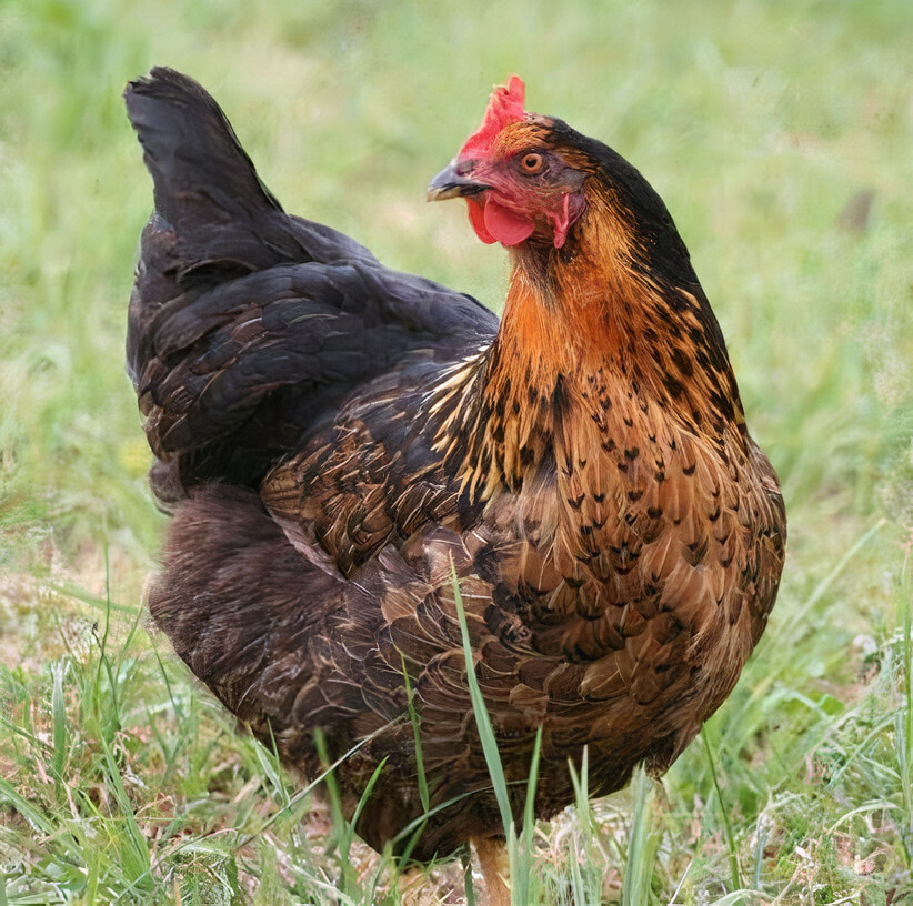 harco ( zwarte legkip )