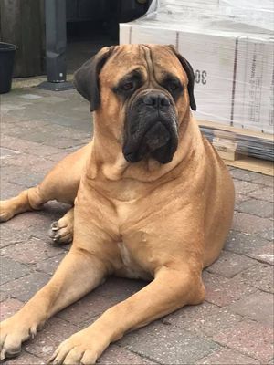 HOND