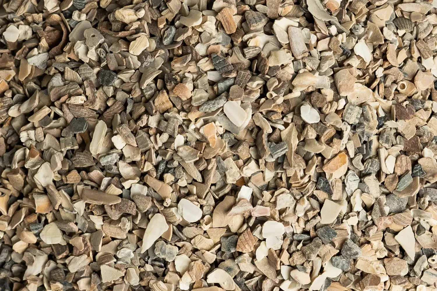 oesterschelpen 3 kg