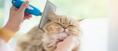 Verzorging