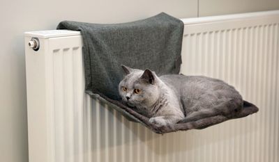 Kattenkussens en bedden